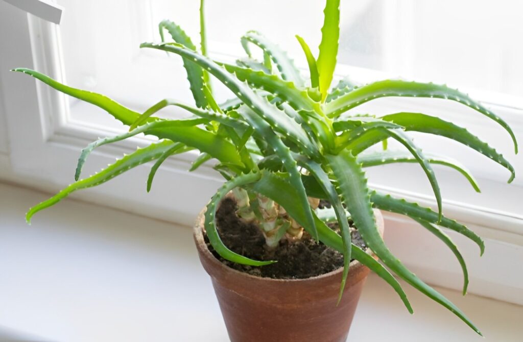 aloe vera