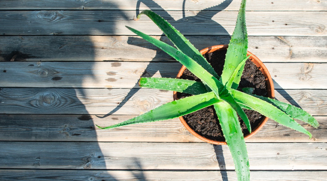 aloe vera