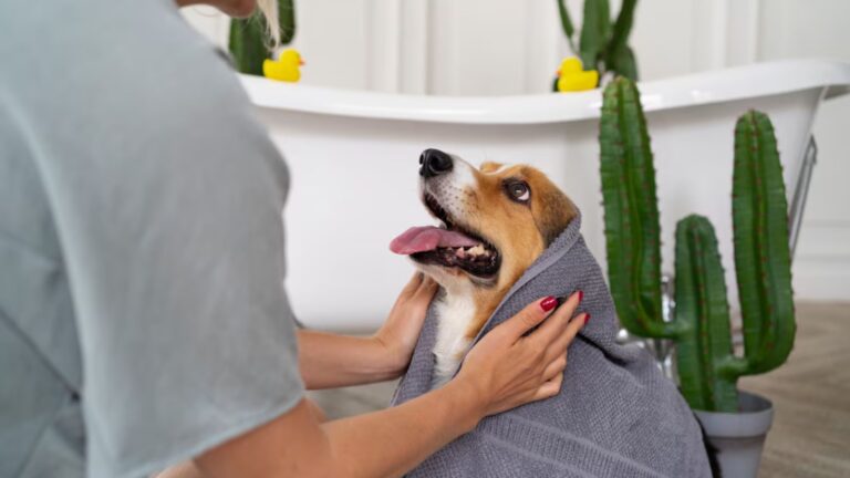 Start a Business of pet Gromming that Earns 50,000 in a month(106)