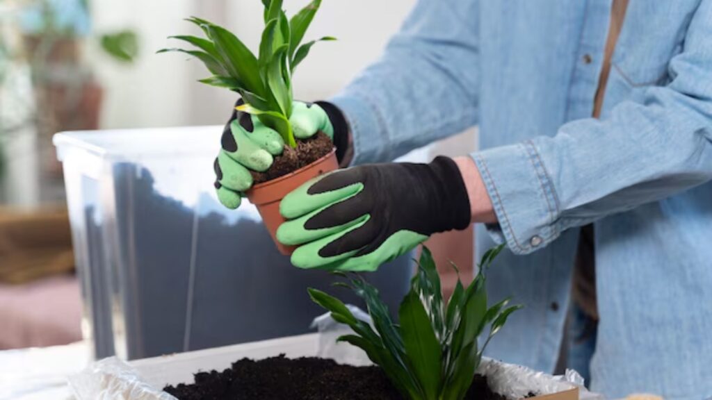 Preparing the growing containers and inoculating the substrate