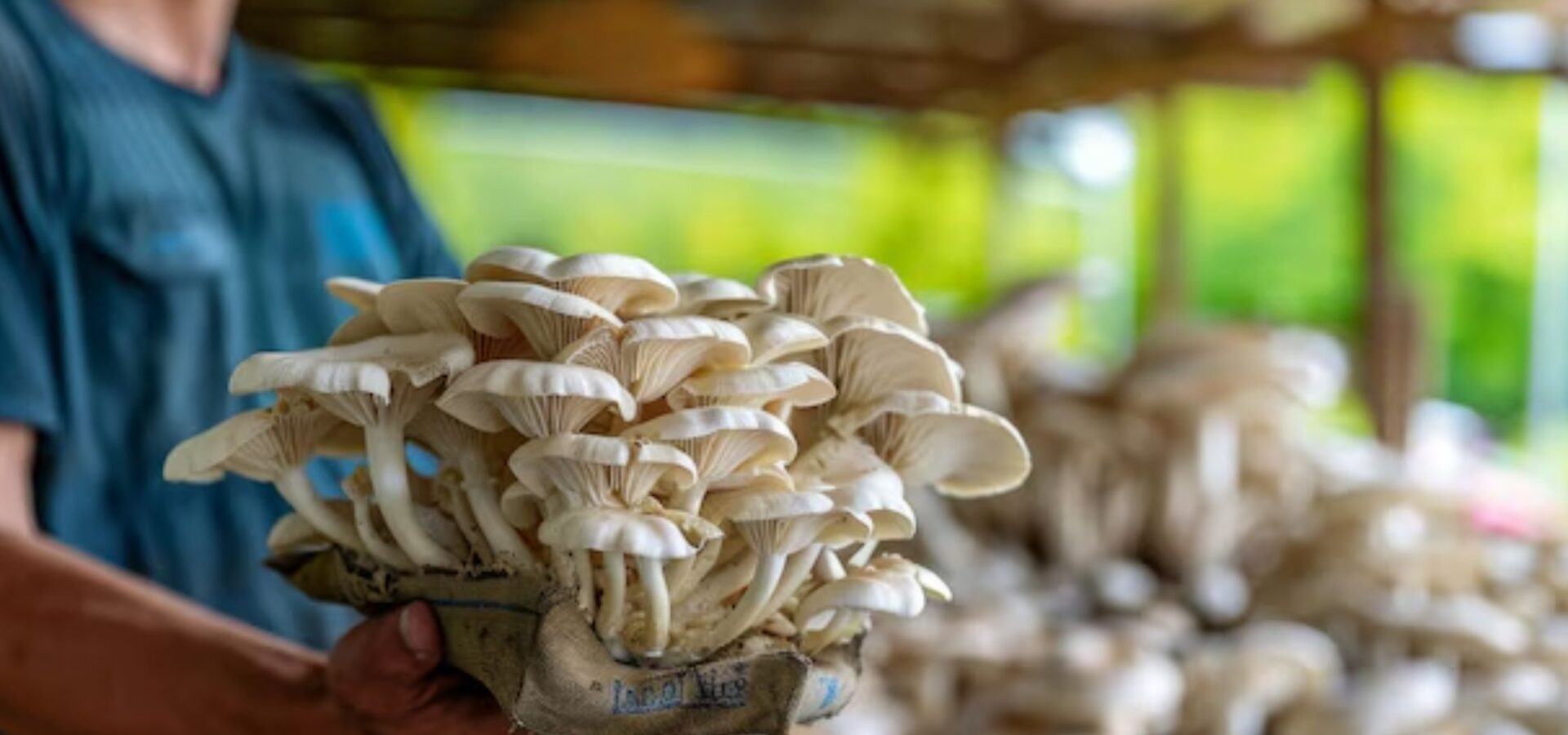 Start a Profitable Local Mushroom Farming Business on a Budget