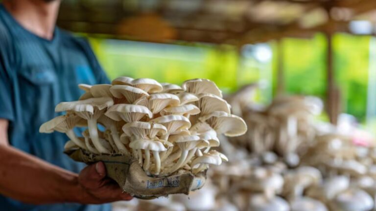 Start a Profitable Local Mushroom Farming Business on a Budget (279)