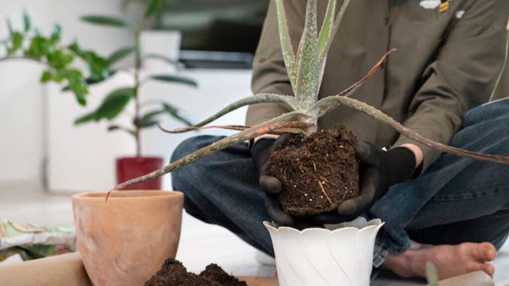 4. Set up the infrastructure: Prepare the soil, pots, and irrigation systems