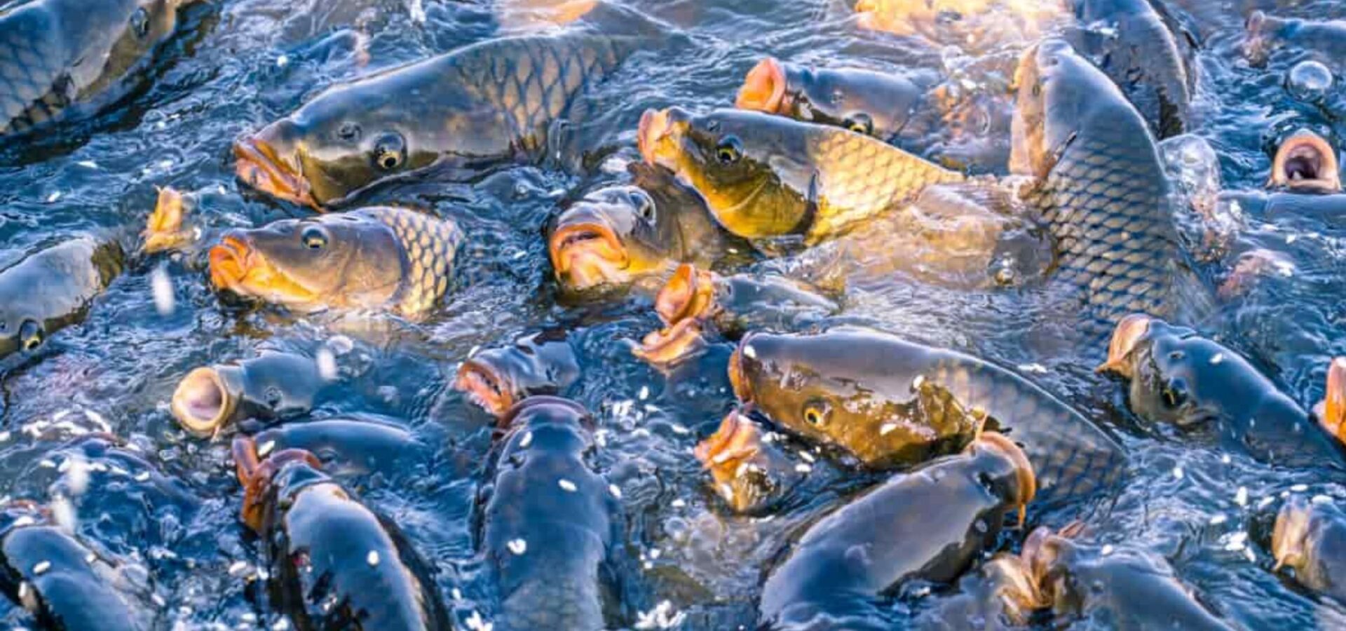 How ​​to Start a fish farming business: Big Profits with Low Investment