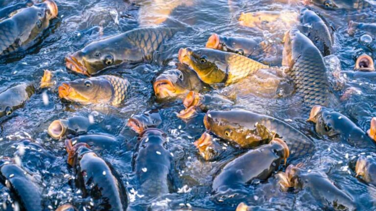 How ​​to Start a fish farming business: Big Profits with Low Investment (219)